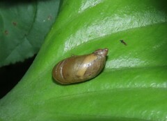 Succinea putris