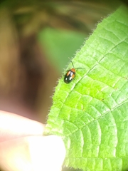 Arcastes biplagiata