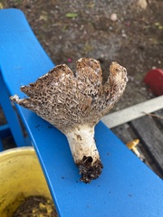 Russula brevipes