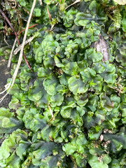 Pellia neesiana