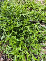 Scaevola albida