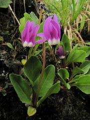 Dodecatheon