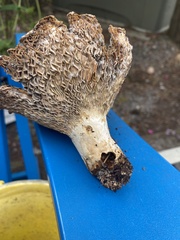 Russula brevipes
