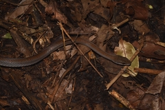 Mastigodryas melanolomus