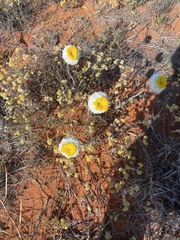 Polycalymma stuartii