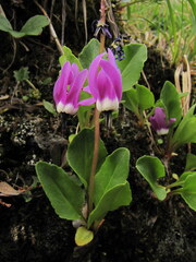Dodecatheon