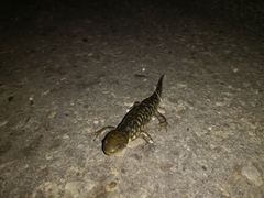Ambystoma mavortium