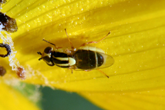 Thaumatomyia glabra