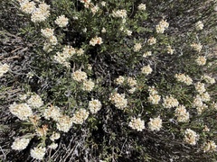 Eriogonum microtheca simpsonii