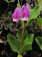 Dodecatheon