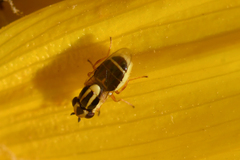 Thaumatomyia glabra