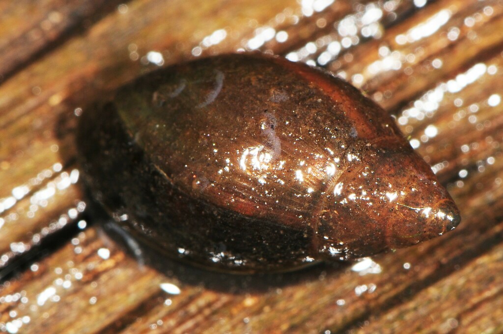 Claiborne Physa