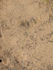 Cyperus schweinitzii