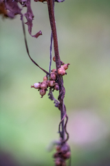 Cuscuta lupuliformis