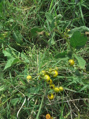 Solanum carolinense