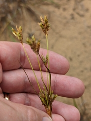 Cyperus schweinitzii