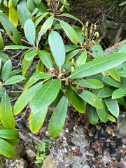 Kalmia latifolia