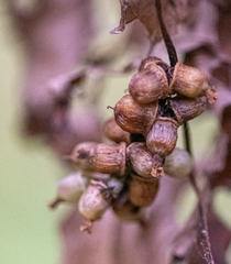 Cuscuta lupuliformis