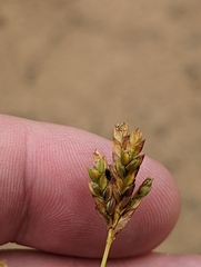 Cyperus schweinitzii