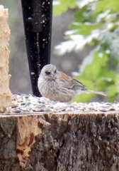 Junco hyemalis dorsalis