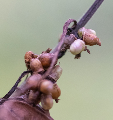 Cuscuta lupuliformis