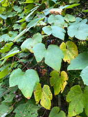 Vitis aestivalis