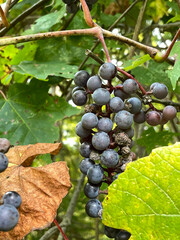 Vitis aestivalis