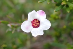 Euryomyrtus ramosissima