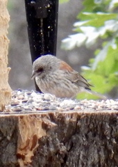 Junco hyemalis dorsalis