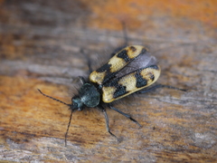 Astylus trifasciatus