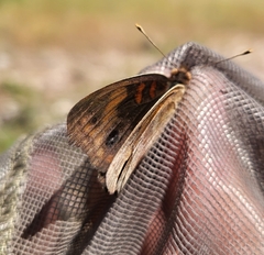 Junonia nigrosuffusa
