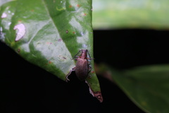 Cerogria klapperichi