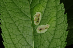 Calycomyza