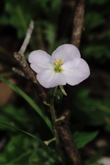 Nerisyrenia camporum