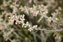 Sarcomphalus obtusifolius