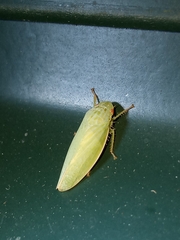 Iassinae