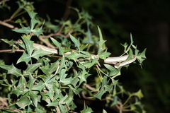 Thamnophis proximus rubrilineatus