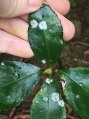 Erysiphe euonymicola