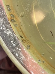 Chlamydotheca arcuata