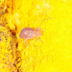 Ptenothrix unicolor