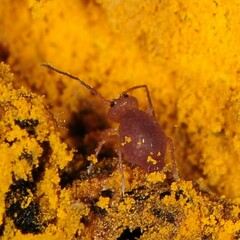 Ptenothrix unicolor