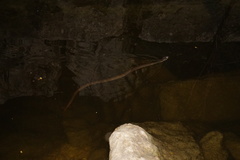 Nerodia erythrogaster