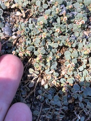 Euphorbia albomarginata