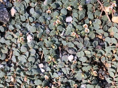 Euphorbia albomarginata