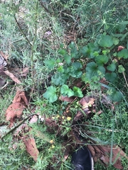 Pelargonium inodorum