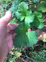 Pelargonium inodorum