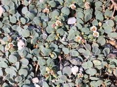 Euphorbia albomarginata