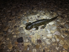 Ambystoma mavortium