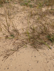 Aristida tuberculosa