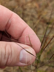 Aristida tuberculosa